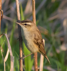 Acrocephalus schoenobaenus