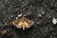 Data thalpophiloides