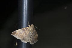 Pindara illibata