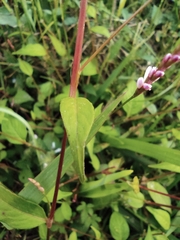 Persicaria jucunda