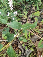 Persicaria jucunda