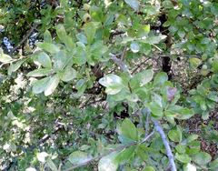 Pyrus nivalis