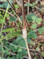 Persicaria jucunda