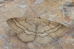 Scopula ochraceata