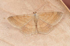 Scopula ochraceata