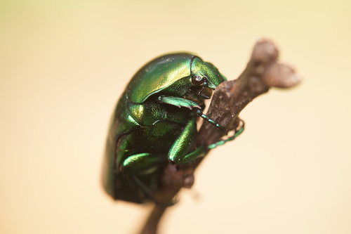 Big Rose-chafer, photo 5 of 7