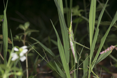 Acrida turrita
