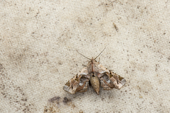 Atacira