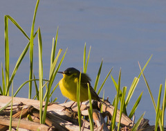 Motacilla flava