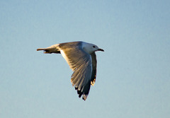 Larus canus