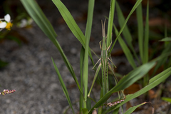 Acrida turrita