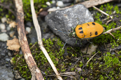 Tetrarthria variegata