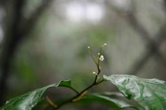 Maesa acuminatissima