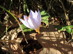 Crocus pulchellus