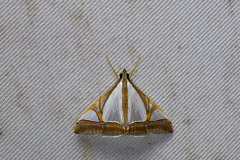 Agrioglypta eurytusalis