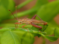 Athaumastus