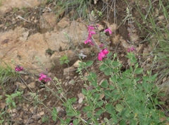 Salvia lemmonii