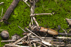 Cyclommatus scutellaris