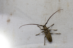 Peblephaeus decoloratus