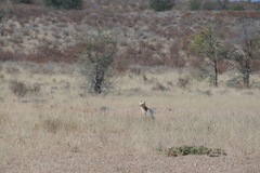 Vulpes chama
