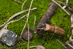 Cyclommatus scutellaris