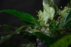 Maesa acuminatissima