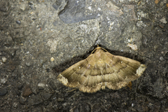 Adrapsa quadrilinealis