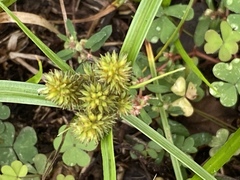 Cyperus echinatus