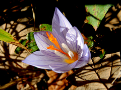 Crocus pulchellus