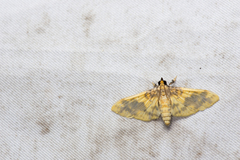 Pachynoa thoosalis