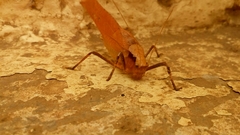 Orthoptera