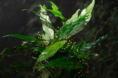 Maesa acuminatissima