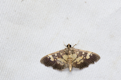 Uresiphita quinquigera