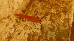Orthoptera