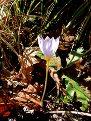 Crocus pulchellus