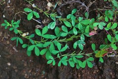 Indigofera prostrata