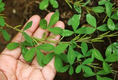 Indigofera prostrata