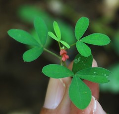 Indigofera prostrata