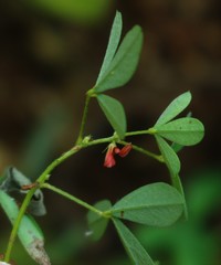 Indigofera prostrata