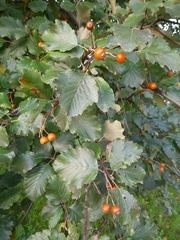 Crataegus
