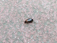 Calathus melanocephalus