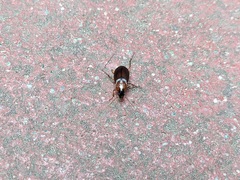 Calathus melanocephalus