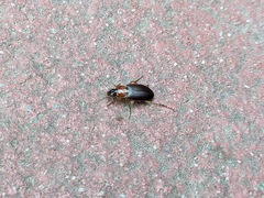 Calathus melanocephalus