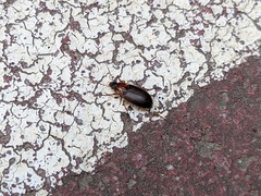 Calathus melanocephalus