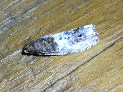 Notocelia rosaecolana