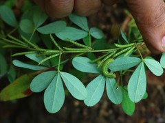 Indigofera prostrata