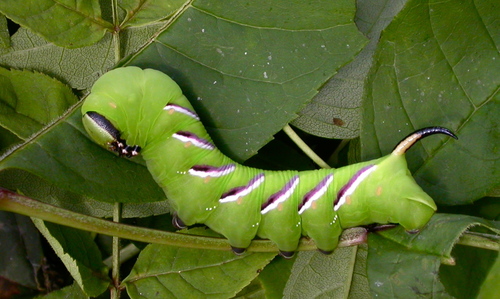 Privet Hawkmoth
