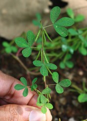 Indigofera prostrata