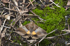 Bastilla fulvotaenia