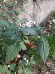 Solanum